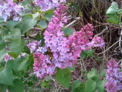Lilacs Bloom In Osage County Kansas Image